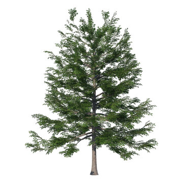 Black gum tree with expansive rounded crown and dense foliage, isolated