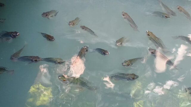 A high-angle 4K footage capturing a school of Nile Tilapia (Oreochromis niloticus) swimming at the pond water surface while gasping for air.