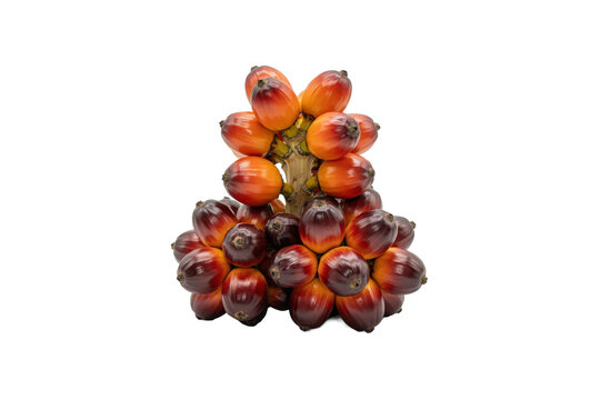 A cluster of fresh ripe oil palm fruits with orange and dark red skin on a central woody stem structure isolated on a transparent background