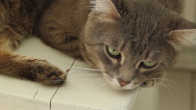 Cat animal background, pet relax