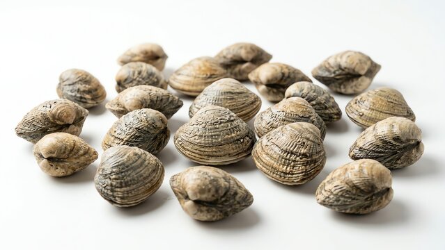Fresh raw whole clams on a white background
