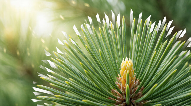 Needle cluster macro photography showing vibrant leaf green pine needles dissolving into clean geometric data waves
