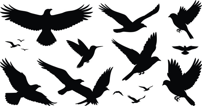 Flying birds flock silhouettes collection set of soaring eagle hawk hummingbird dove seagull wild animals vector elements