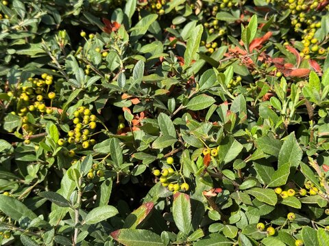 Full frame texture shot of a dense cotoneaster bush filled with clusters of unripe green berries and small green leaves illuminated by bright summer sunlight.