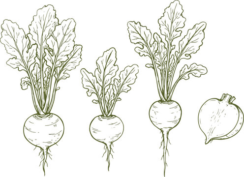 Hand drawn sketch of fresh beetroots with green leaves and roots set for healthy food cooking and garden harvest illustration