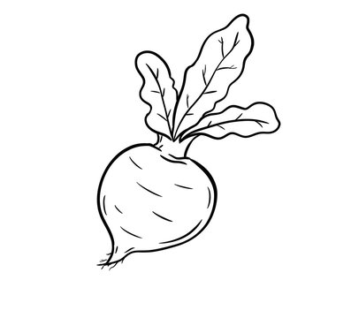 beetroot digital drawing illustration isolated
