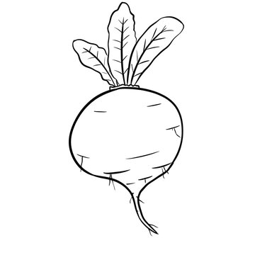 beetroot digital drawing illustration isolated