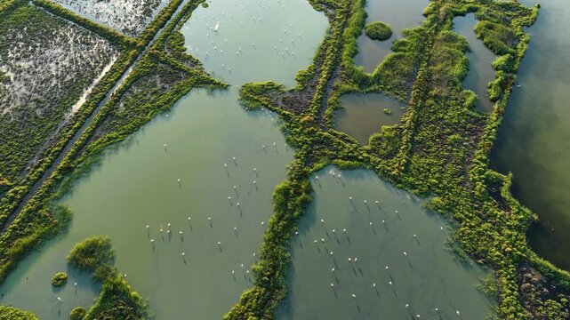 Aerial view of wild flamingos in shallow lagoons surrounded by dense wetland vegetation and marsh islands, forming a rich natural ecosystem and wildlife habitat