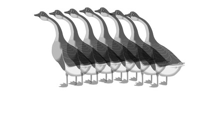 Geese Walking in a Row Motion Sequence Vector Illustration © Sabtain