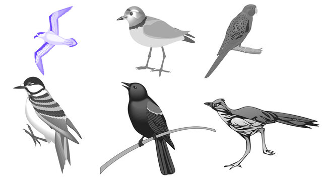Set of Different Bird Species Vector Illustration Collection
