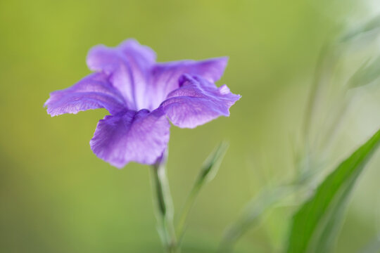 Gros plan sur une fleur de p&eacute;tunia mexicain