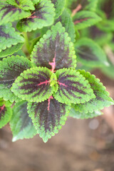Gros plan sur des feuilles de coleus © PPJ