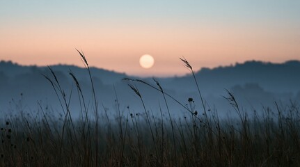 Obraz premium Silhouette of tall grass in misty morning landscape