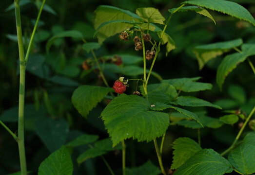 A red wild raspberry on the bush