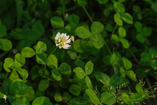Blooming white clover &ndash; natural background