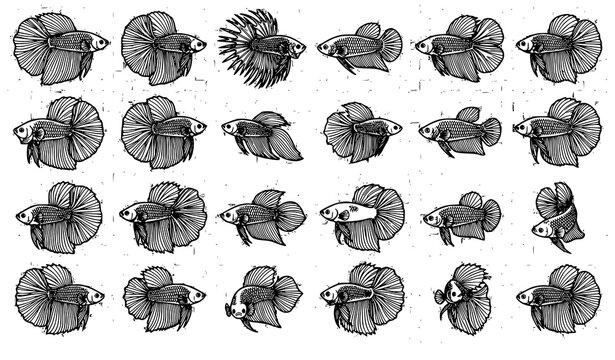 Betta Siamese Fighting Fish Black Outline Coloring Vector Icon Collection