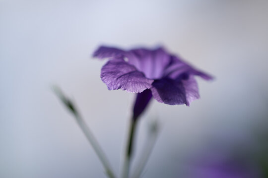 Gros plan sur une fleur de p&eacute;tunia mexicain