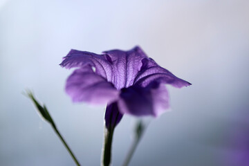 Gros plan sur une fleur de pétunia mexicain © PPJ