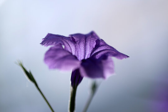 Gros plan sur une fleur de p&eacute;tunia mexicain