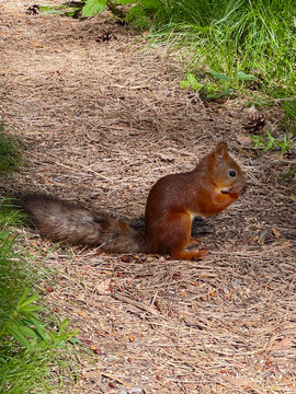 A bright red squirrel sits eating on a forest path strewn with pine needles; a portrait in sunlight