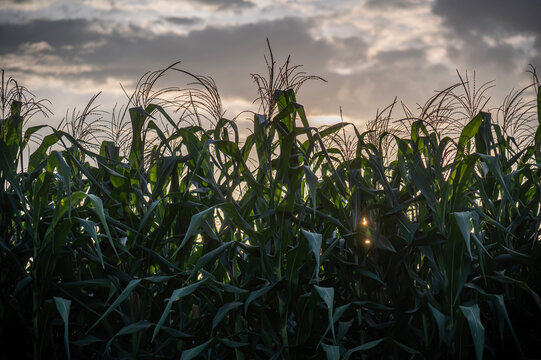 Silhouetted Corn Field at Sunset with Golden Sunlight Peeking Through Stalks.