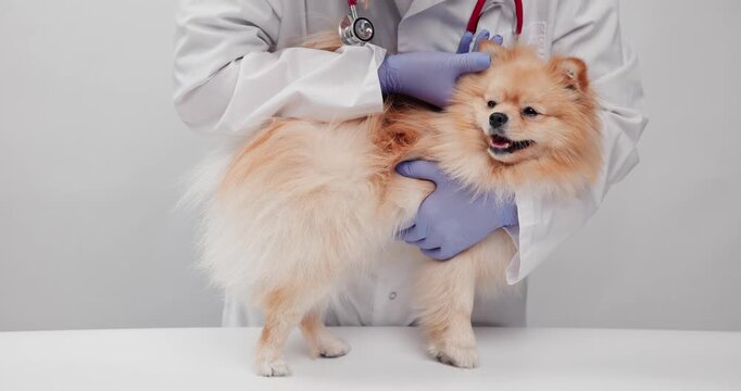 Veterinarian gently holding pomeranian on examination table with stethoscope and gloves in clinical setting for pet care and veterinary service.