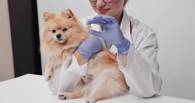 Closeup of pomeranian receiving capsule from gloved veterinarian for pet health and veterinary clinic.