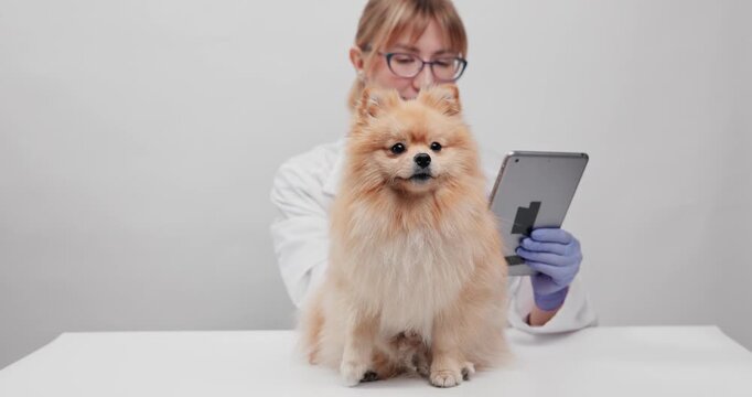 Pomeranian dog receiving veterinary checkup on clinic AI table for pet health white background and veterinary care.