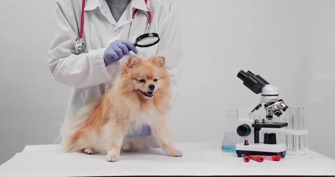 Veterinarian inspecting pomeranian with magnifier beside microscope for clinical diagnostics background and veterinary vaccination.