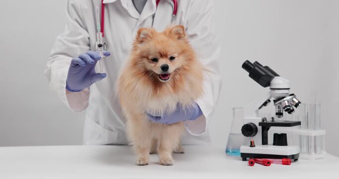 Pomeranian dog on examination table with microscope and veterinarian in lab coat for veterinary clinic and pet health.