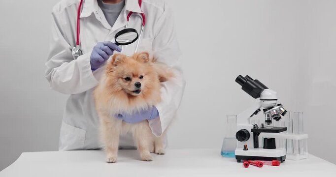 Pomeranian examined by veterinarian with magnifying glass beside microscope on white clinic table for pet care.
