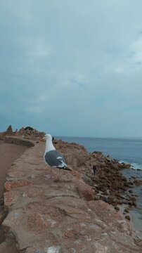 seagull walking on stone wall