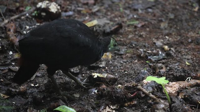 The wattled brushturkey (Aepypodius arfakianus) is a species of bird in the family Megapodiidae. It is found in New Guinea.