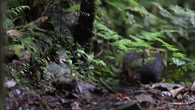 The wattled brushturkey (Aepypodius arfakianus) is a species of bird in the family Megapodiidae. It is found in New Guinea.