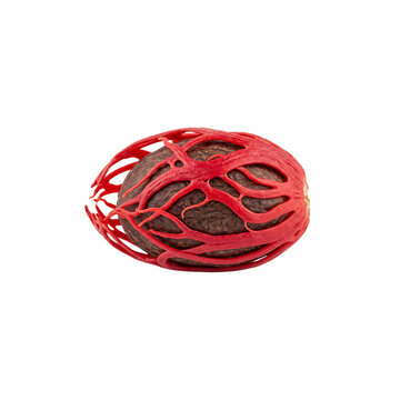 Nutmeg seed enclosed in a bright red aril isolated against a stark transparent background.
