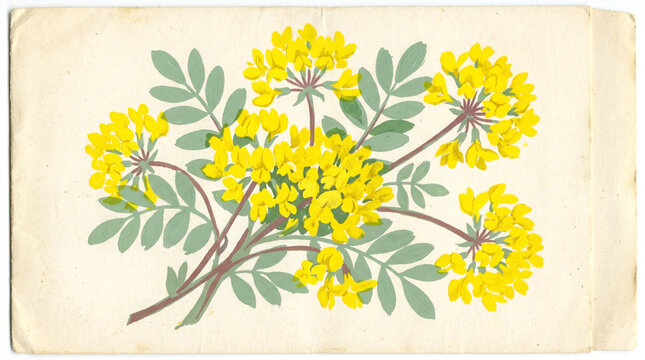 Vintage botanical illustration featuring bright yellow crown vetch flowers painted with gouache on aged paper