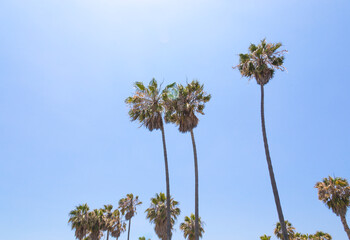 Palm trees © Maria