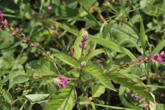 False amaranth (Digera muricata) pink flowers and seeds 