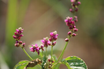 Fototapeta premium False amaranth (Digera muricata) pink flowers and seeds 