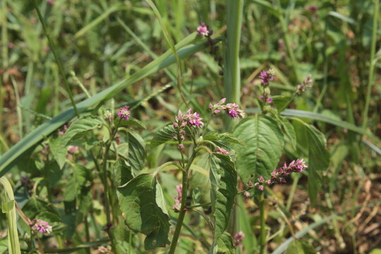 False amaranth (Digera muricata) pink flowers and seeds 
