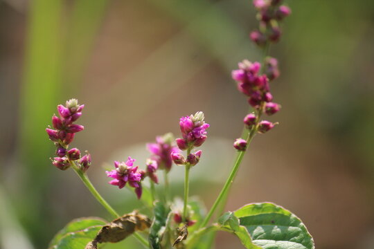False amaranth (Digera muricata) pink flowers and seeds 
