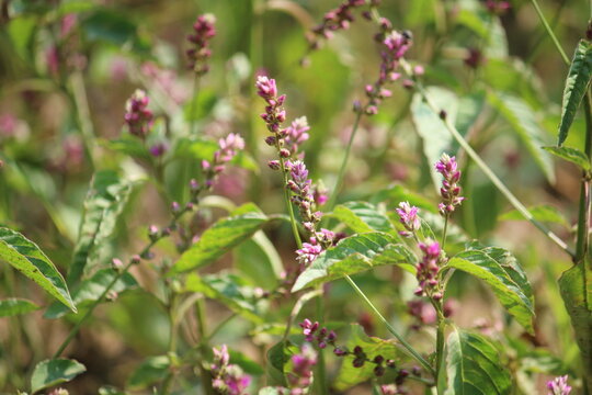 False amaranth (Digera muricata) pink flowers and seeds 