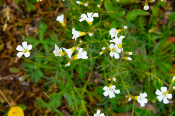 Small white wildflowers blooming in green grass © yanik88