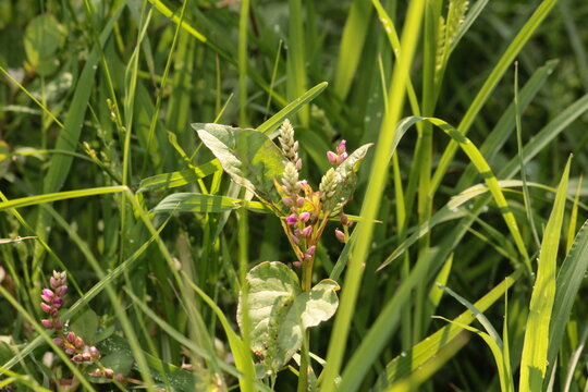 False amaranth (Digera muricata) pink flowers and seeds 
