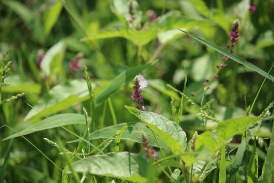 False amaranth (Digera muricata) pink flowers and seeds 