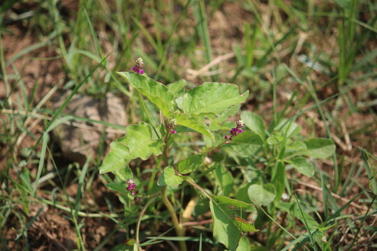 False amaranth (Digera muricata) pink flowers and seeds 