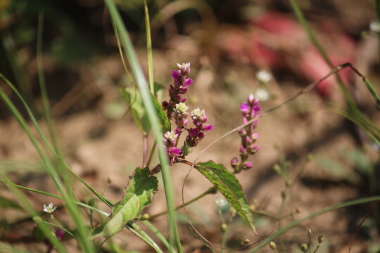 False amaranth (Digera muricata) pink flowers and seeds 
