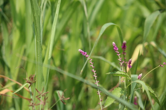 False amaranth (Digera muricata) pink flowers and seeds 