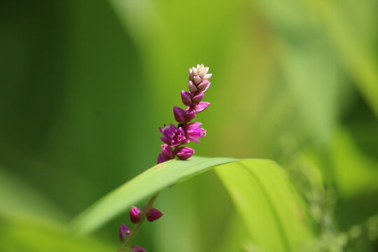 False amaranth (Digera muricata) pink flowers and seeds 