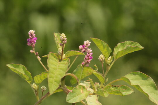 False amaranth (Digera muricata) pink flowers and seeds 